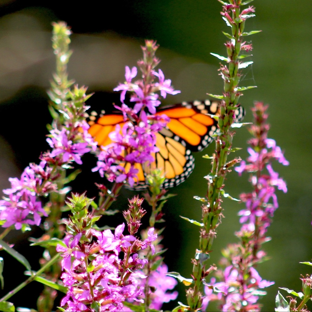 Meet your Posher, Tj